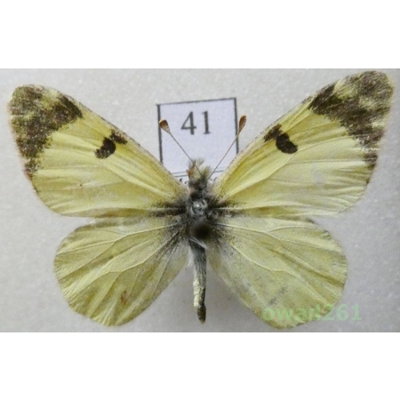 Euchloe charlonia (Donzel, 1842) Morocco41